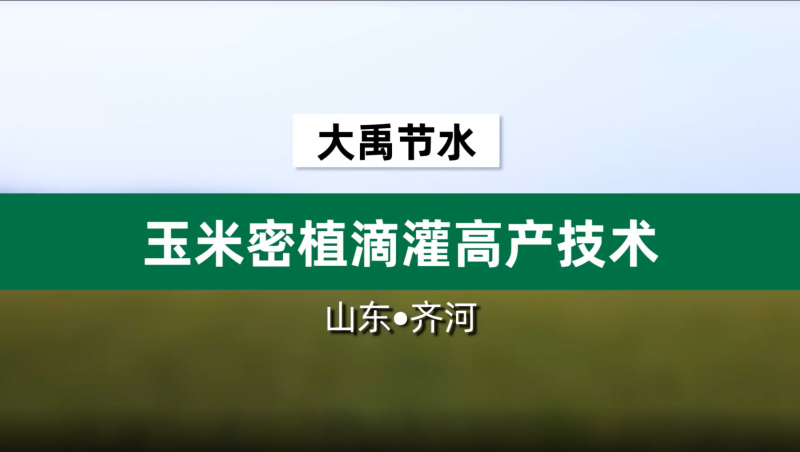 大禹節(jié)水玉米密植滴灌高產(chǎn)技術(shù)· 山東省齊河縣豆腐窩灌區(qū)